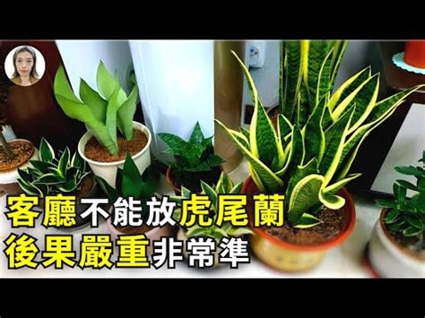 虎尾蘭擺放|虎尾蘭風水禁忌：從風水學角度告訴你，為什麼這些地。